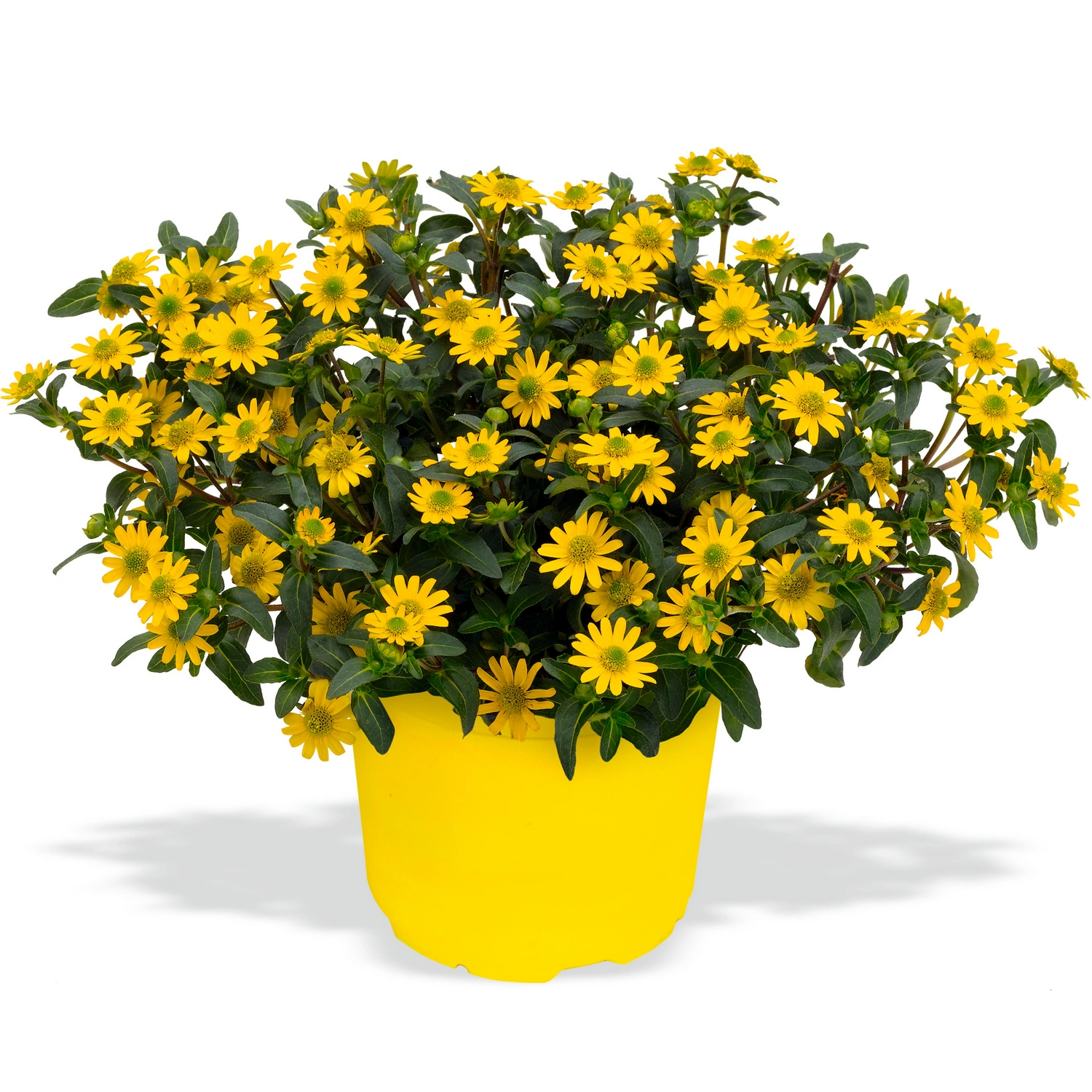 Ampelpflanze, mehrfarbig, ⌀ Topf: 25 cm