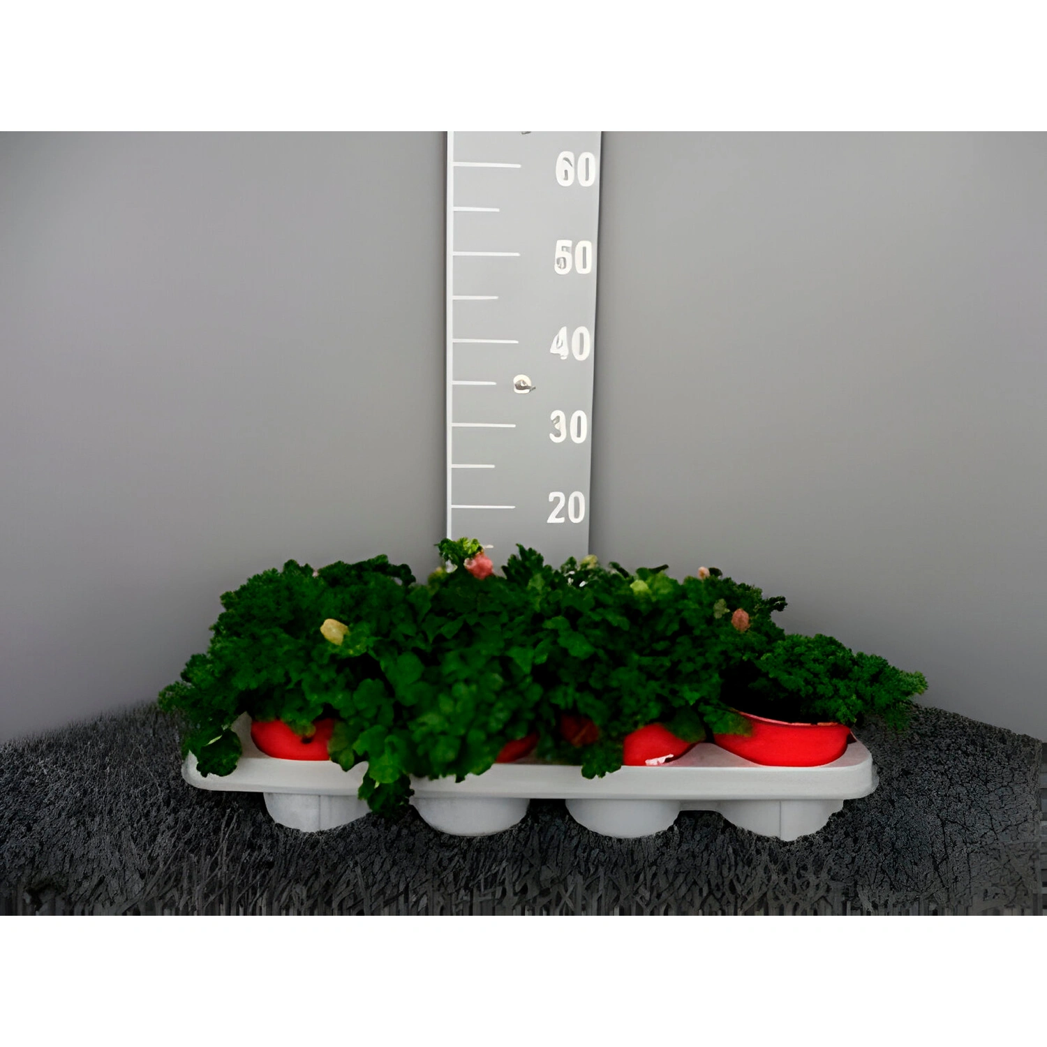 Anemone, Anemone coronaria, bis 40 cm