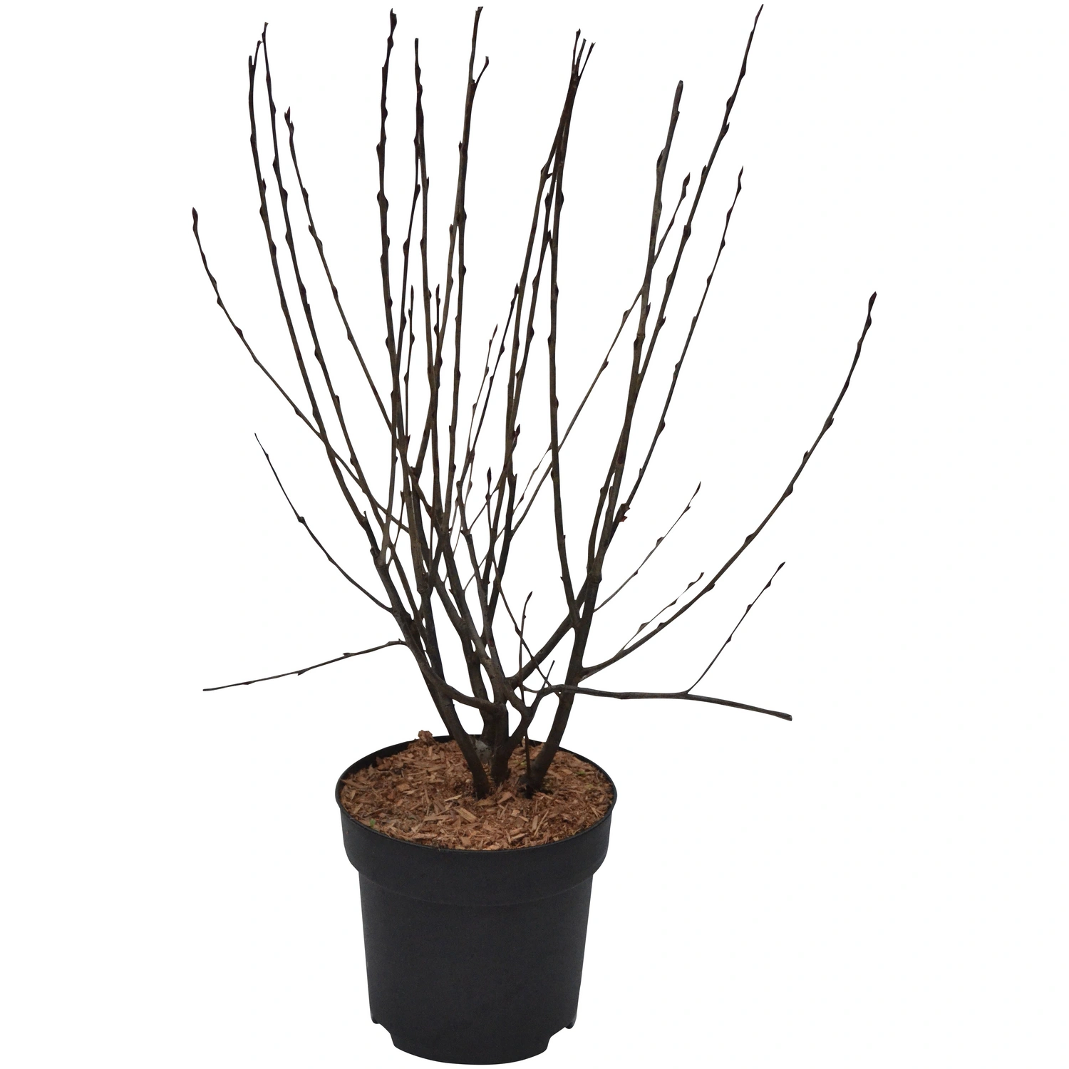 Apfelbeere, Aronia melanocarpa »Autumn Magic«, essbare Wildfrucht, Fruchtgeschmack: sauer