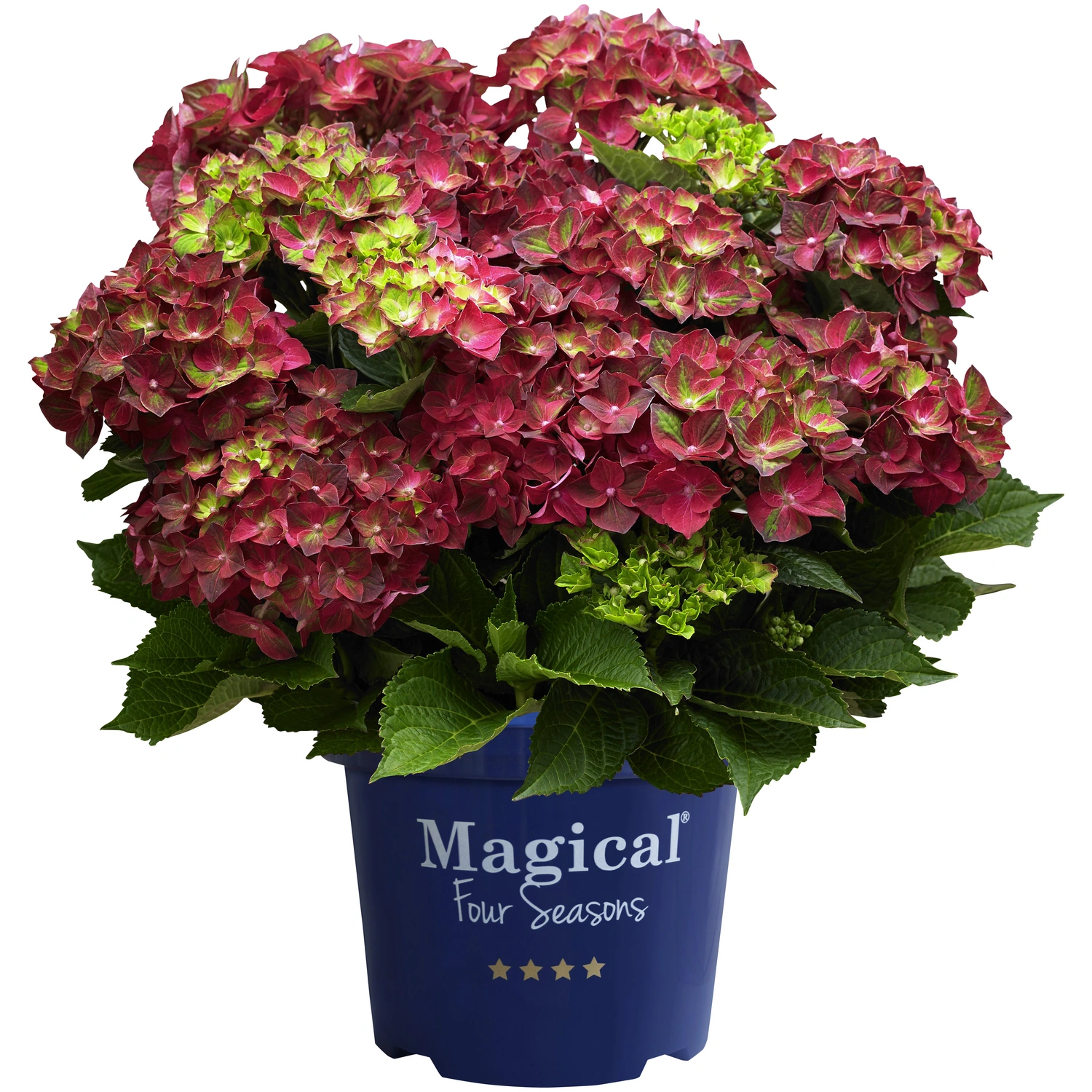 Ballhortensie Hydrangea macrophylla »Magical Four Seasons®«,