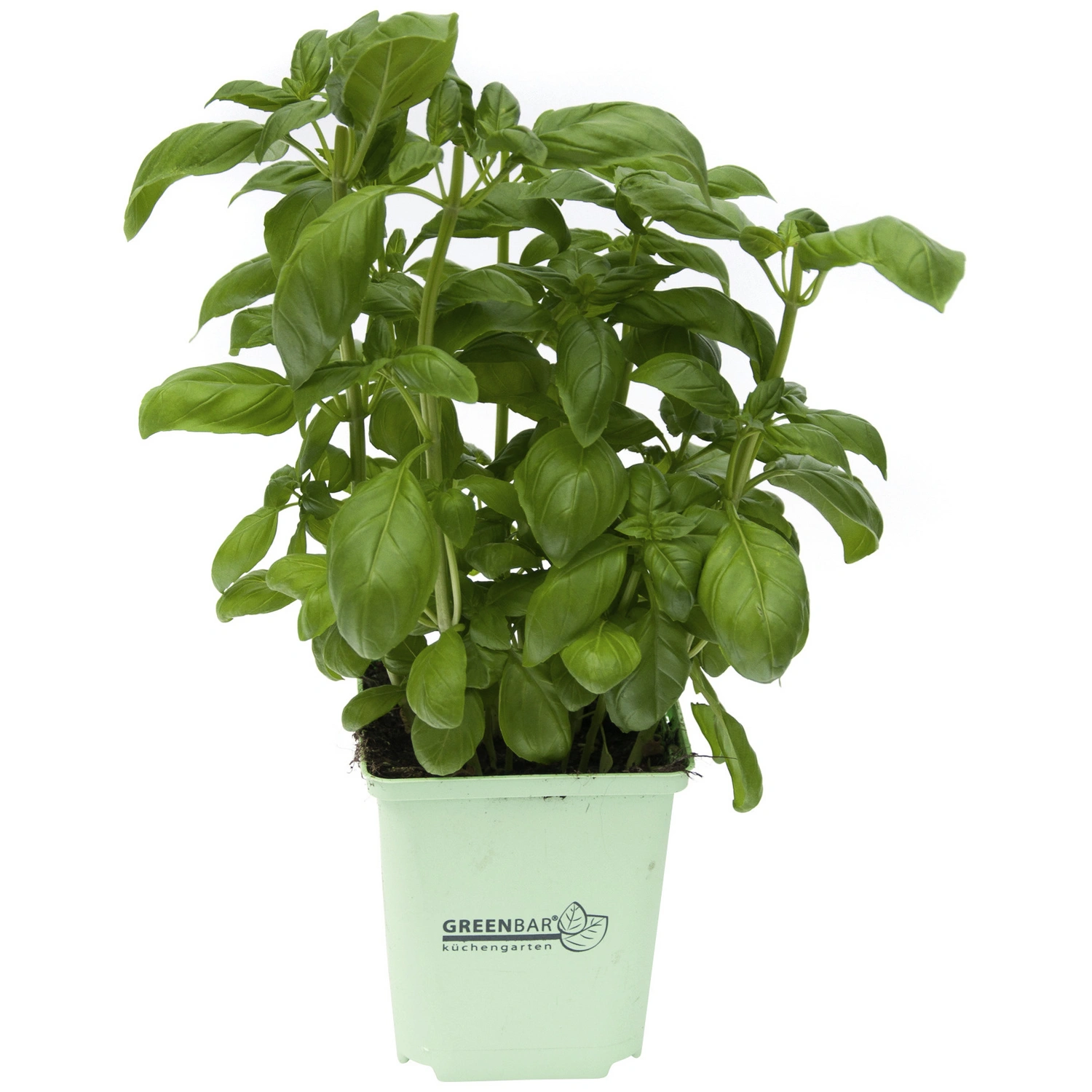 Basilikum grün, Ocimum basilicum, zum Verzehr geeignet, im Topf
