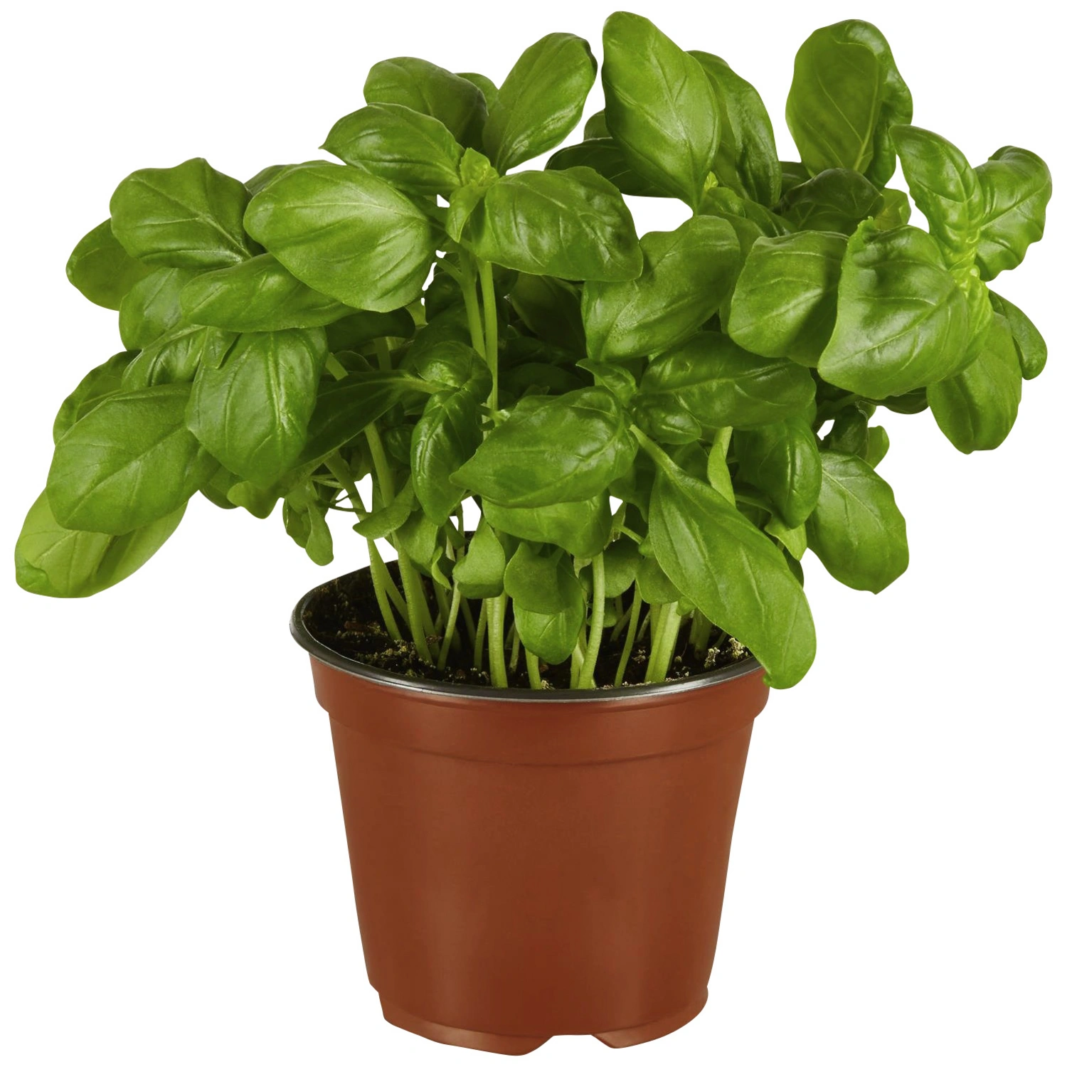 Basilikum, Ocimum basilicum, aktuelle Pflanzenhöhe ca.: 20 cm, im Topf