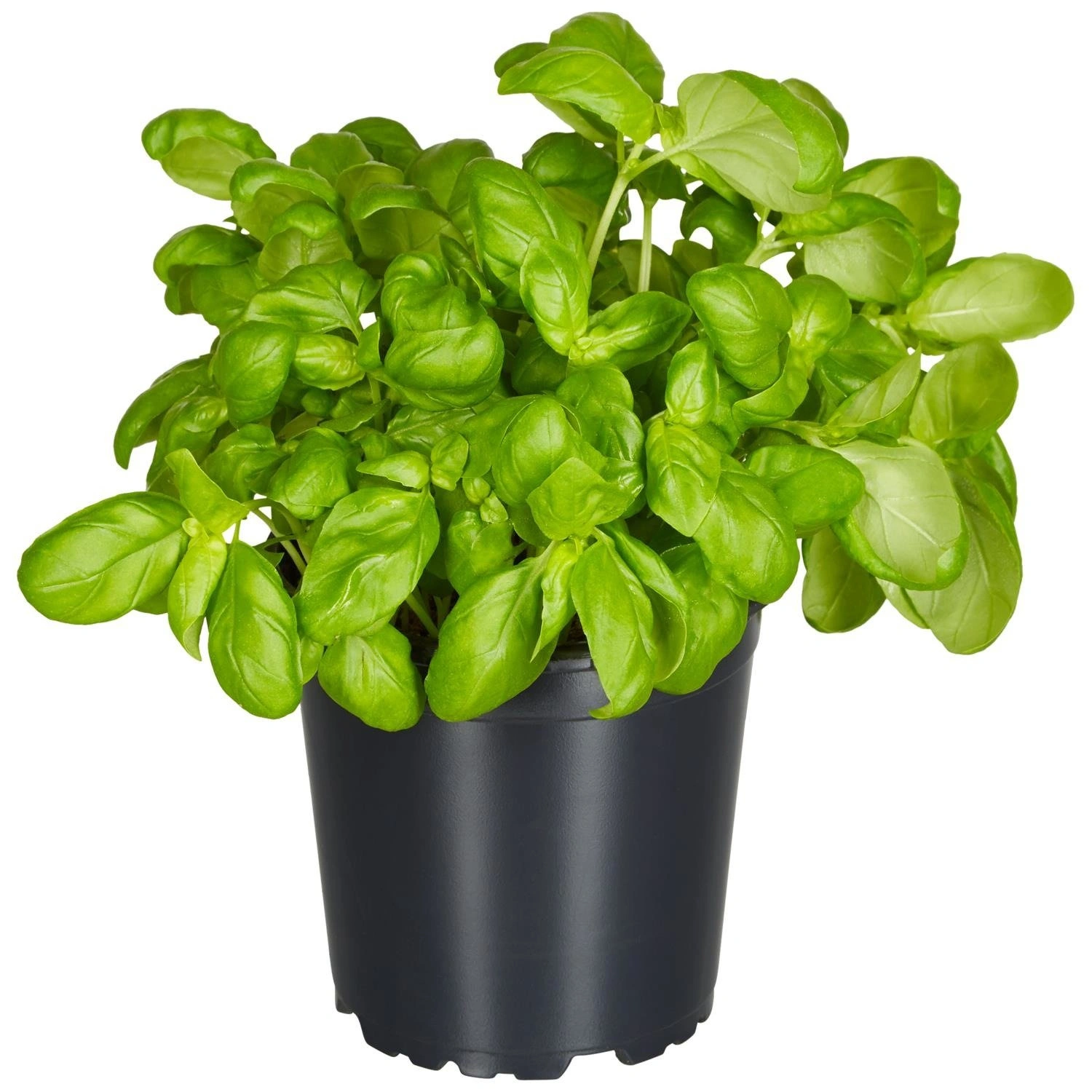 Basilikum, Ocimum basilicum, aktuelle Pflanzenhöhe ca.: 25 cm, im Topf