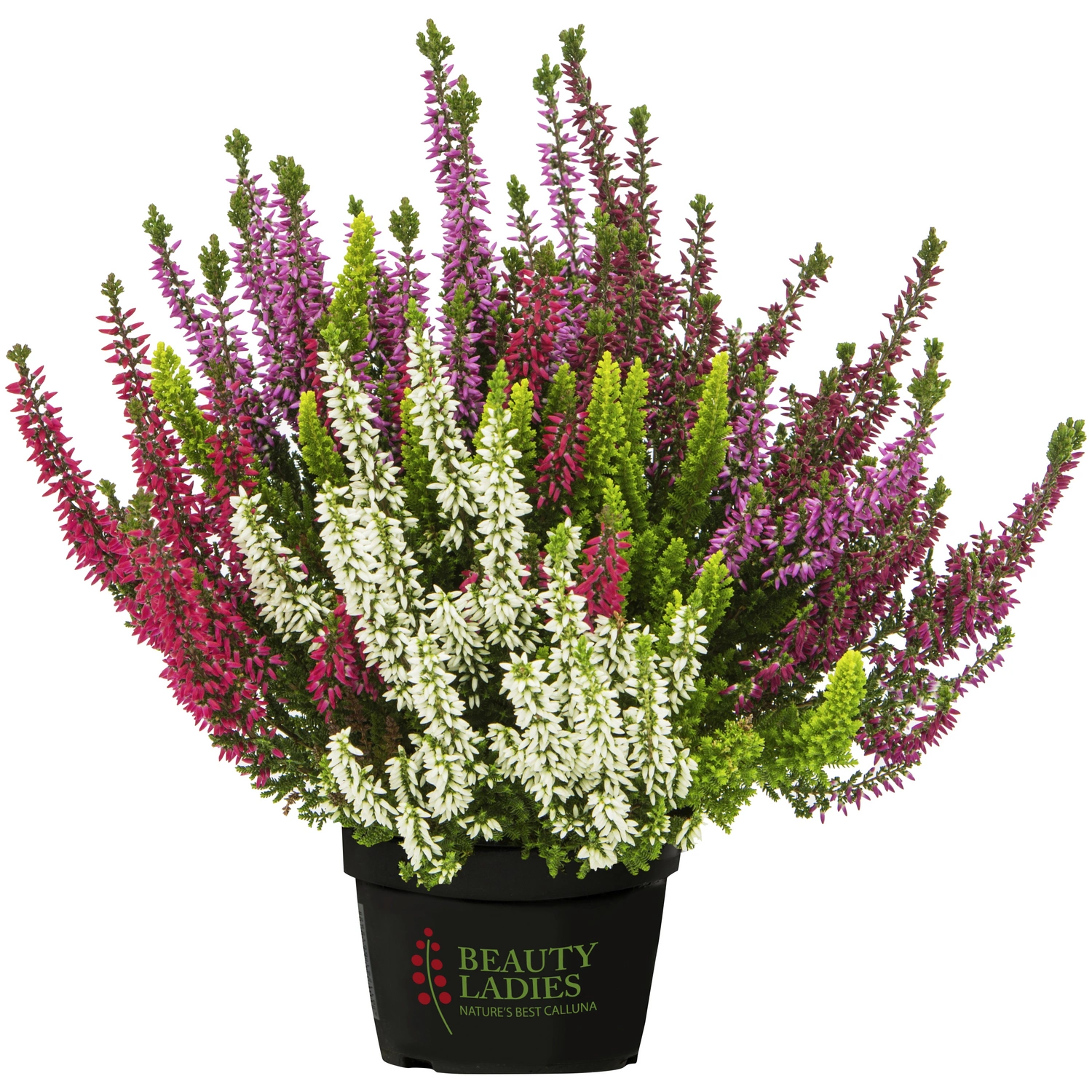 Besenheide, Calluna vulgaris »High Five«, max. Wuchshöhe: 50 cm, Blüte: mehrfarbig