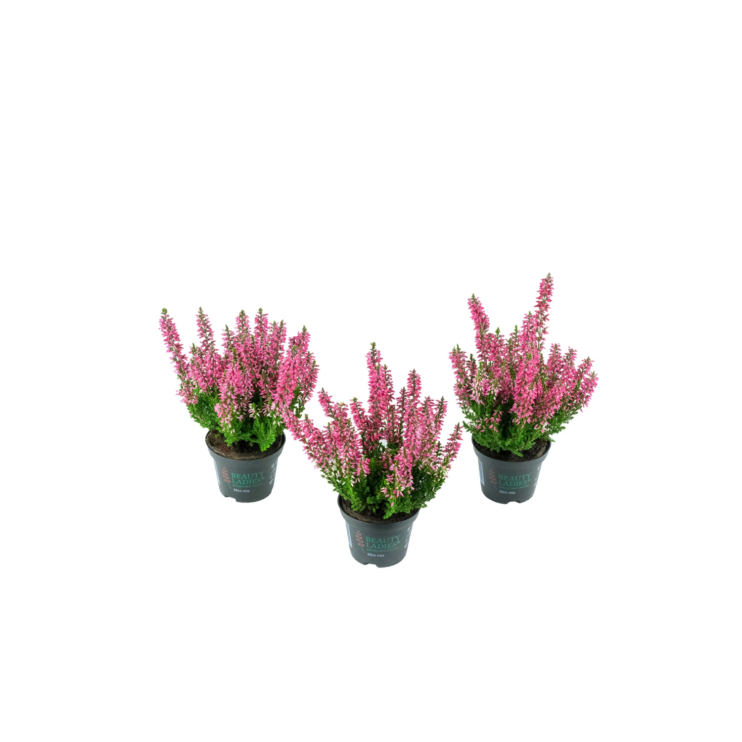 Knospenheide, Wuchshöhe (max.): 10 cm