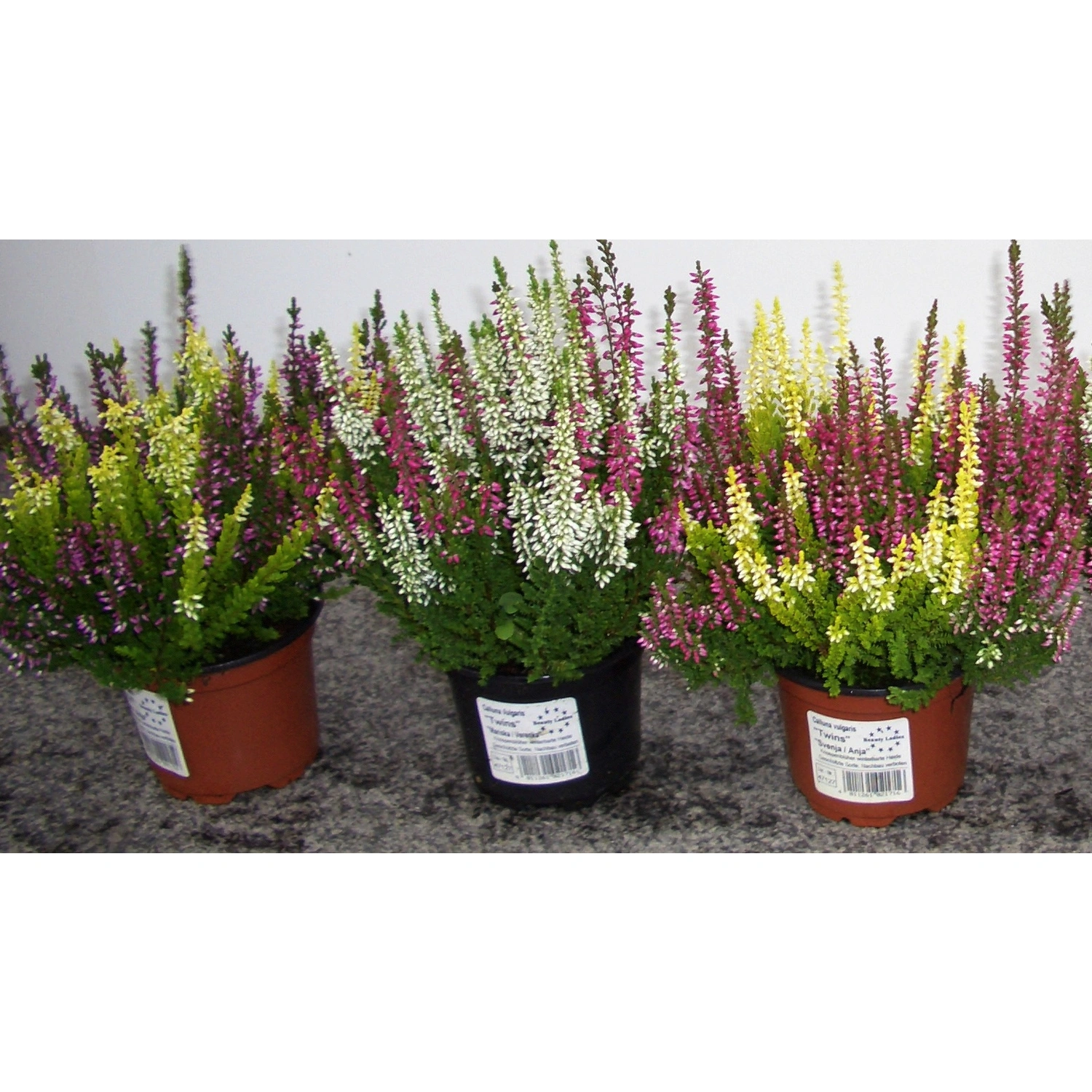 Besenheide, Calluna vulgaris, max. Wuchshöhe: 15 cm, Blüte: bunt