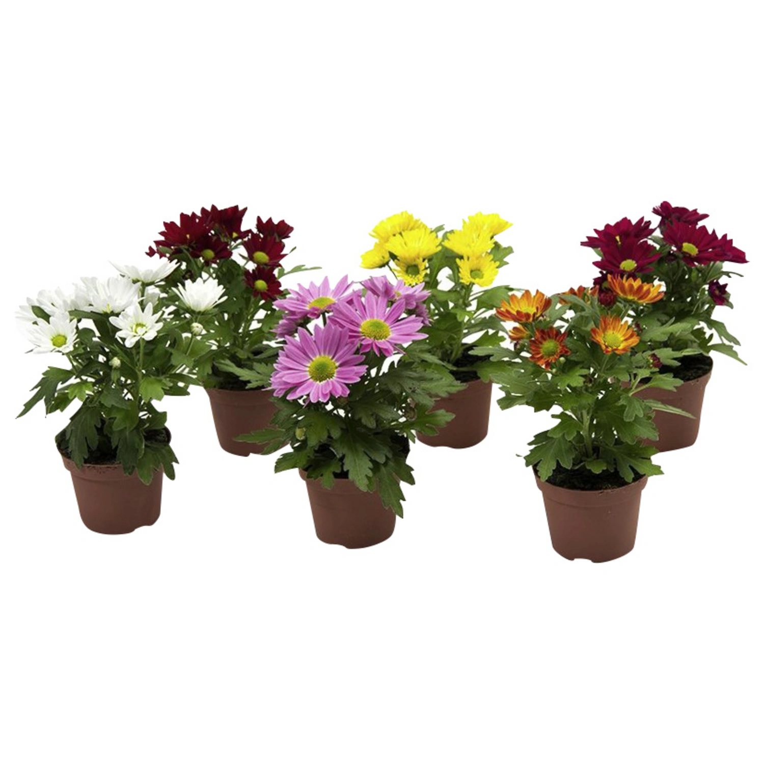 Chrysantheme, Dendranthema Hybriden, max. Wuchshöhe: 10 cm