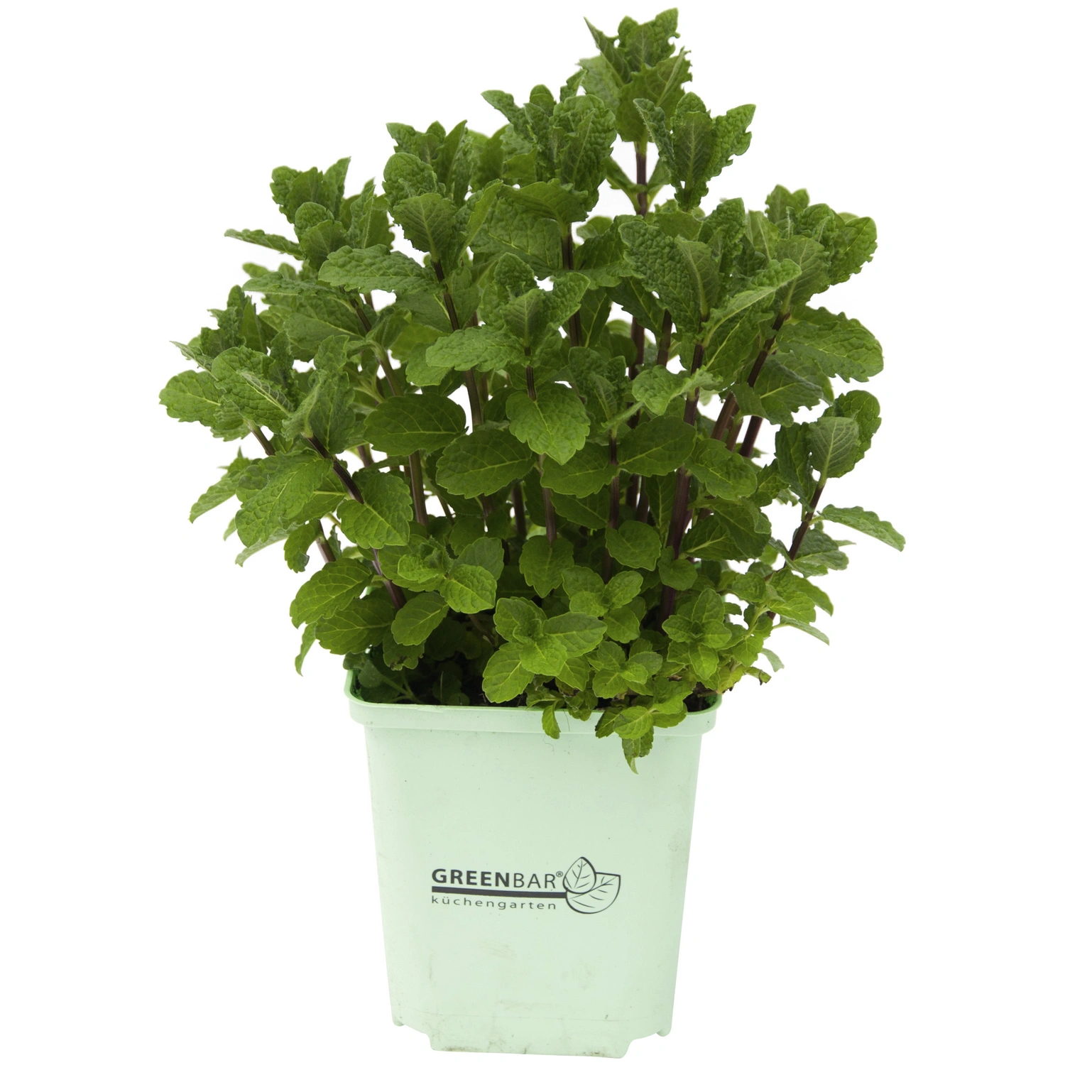 Cocktailminze, Mentha spicata, zum Verzehr geeignet, im Topf