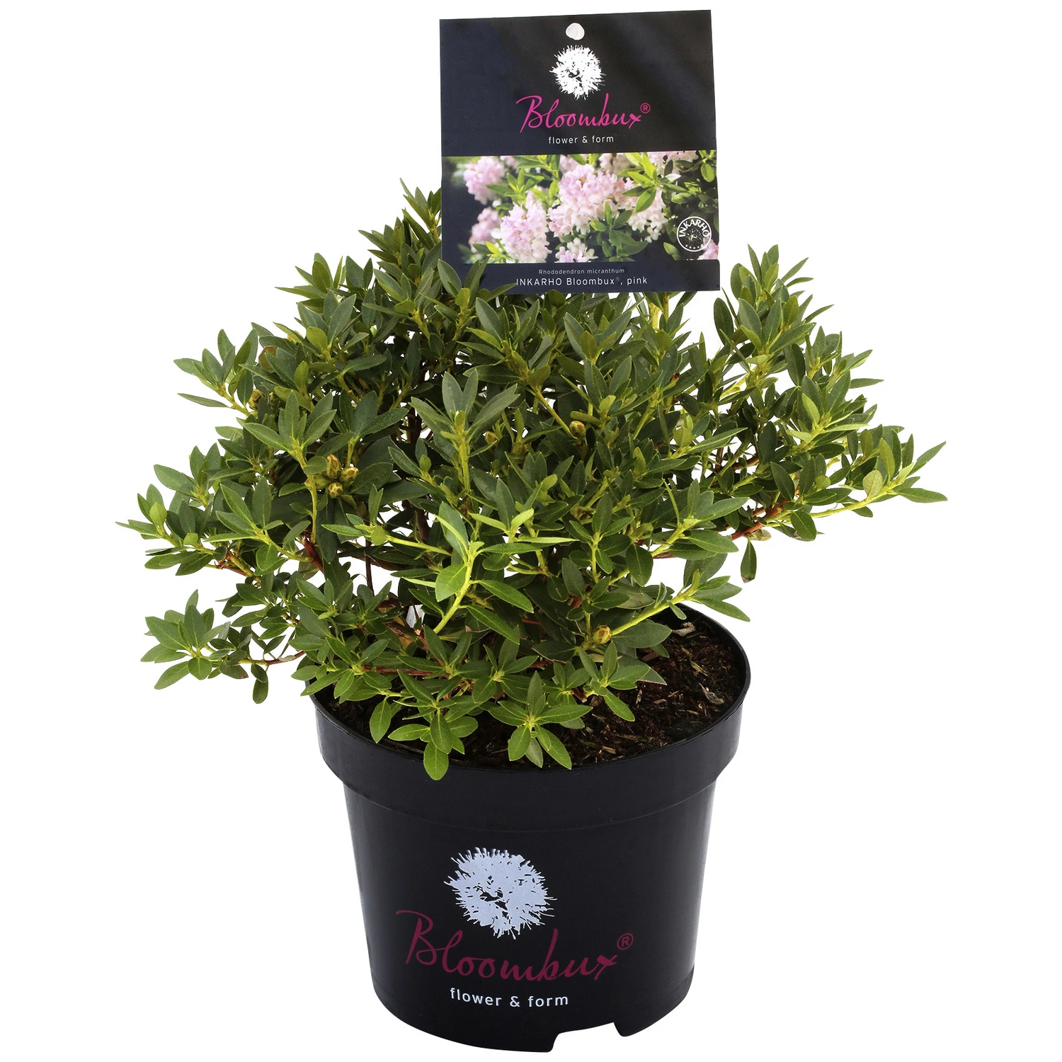 Rhododendron ‚Bloombux‘, micranthum Rhododendron, rosa/pink, Höhe: 30 – 35 cm