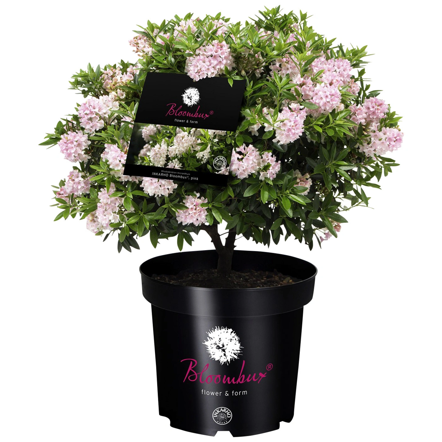 Rhododendron ‚Bloombux‘, , rosa/pink, Höhe: 40 – 45 cm