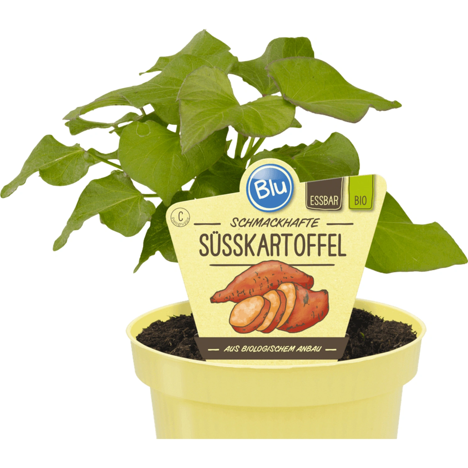 Süßkartoffel, Ipomoea batatas,